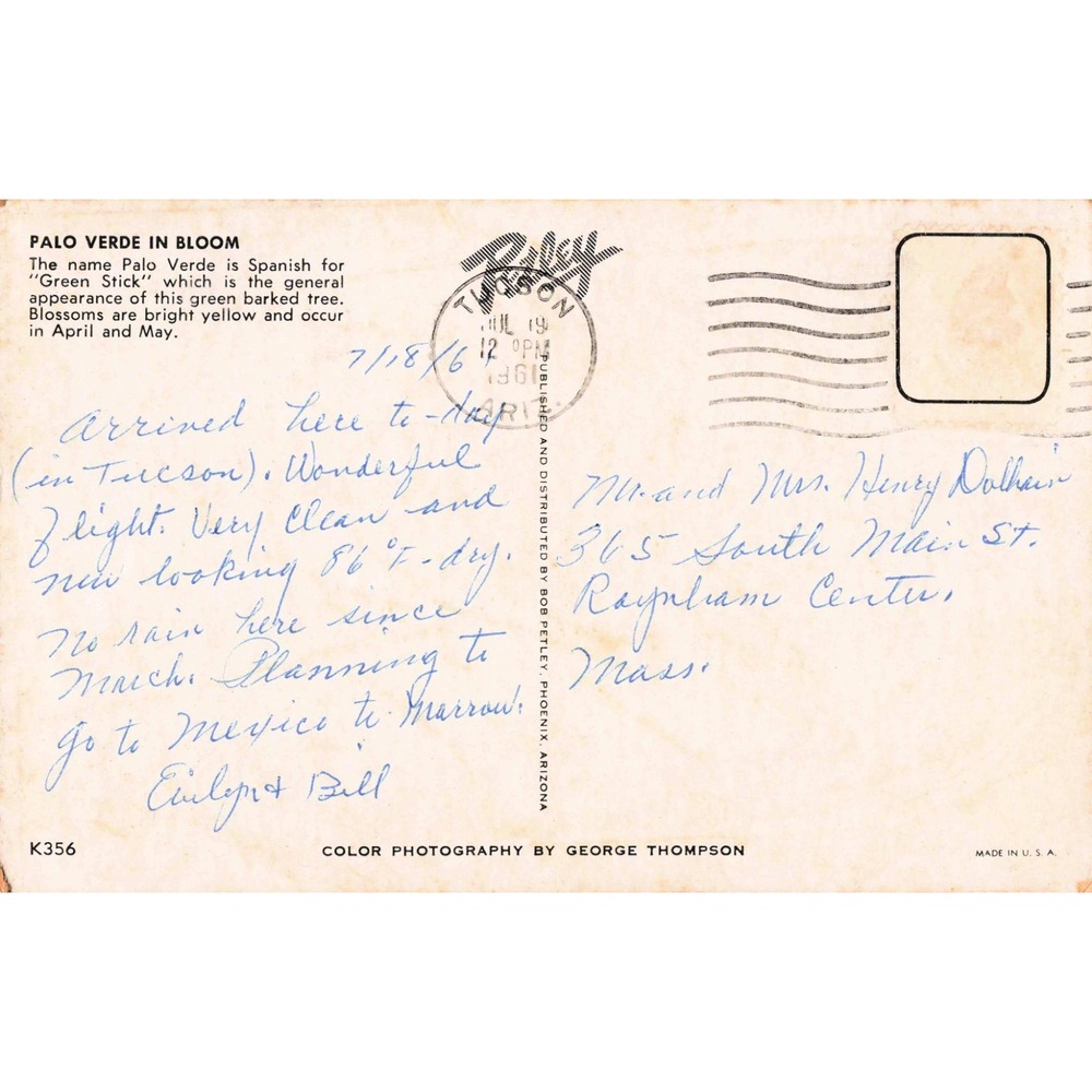 Vintage 1961 Palo Verde Tree Bloom Postcard Tucson Arizona George Thompson K356 - Picture 2 of 2